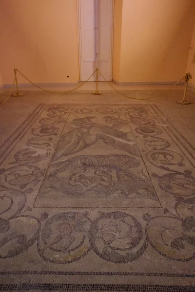 Larino Molise Palazzo Civico Archaeological Museum Precious Roman Mosaic She — Stock fotografie