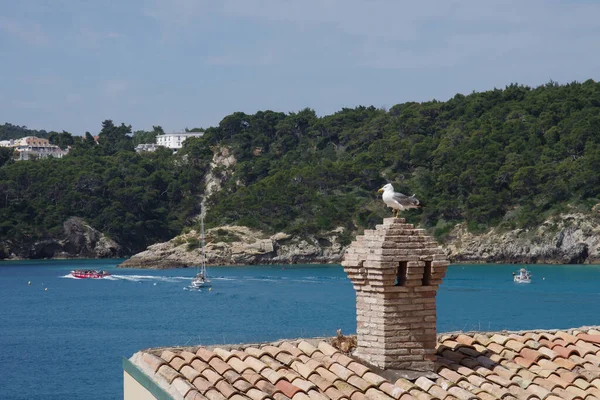 Tremiti Adaları, Adriyatik Denizi, Puglia, İtalya 'da bulunan bir Diomedea martısı