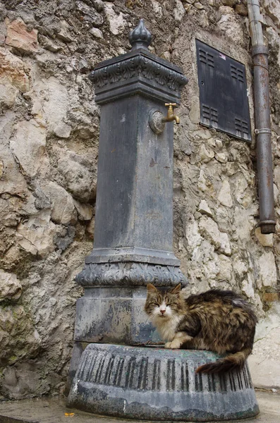 Pacentro Abruzzo Itália Gato Dorme Uma Antiga Fonte Cidade — Fotografia de Stock
