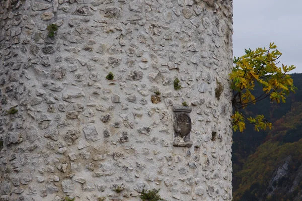 Pacentro アブルッツォ イタリア イチジクの木がカンテルモまたはカルドラ城の塔の壁から出てくる — ストック写真