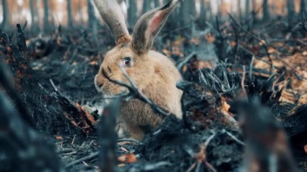 Królik wącha wypalone rośliny w lesie. — Wideo stockowe