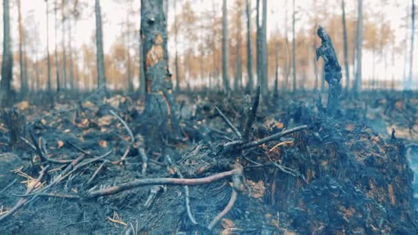 Etrafı dumanla kaplanmış yanan orman zemini. — Stok video