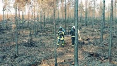 Yanan ormanda iki itfaiyeci yürüyor.