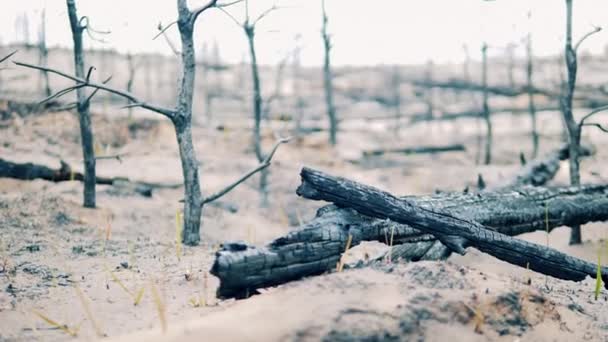 Yerdeki yanmış ağaçlar küllerle kaplı. — Stok video