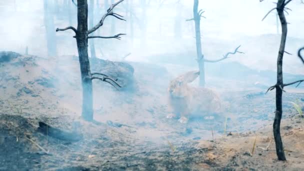 Burnt-out forest with lots of smoke and a rabbit in it — Stock Video