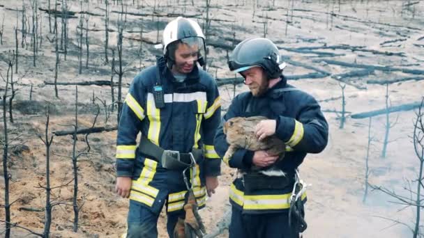 Двое пожарных улыбаются, гладя кролика в зоне пожара. — стоковое видео