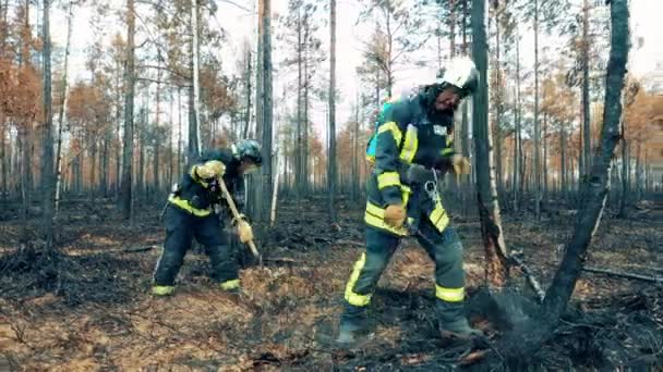 Brandweerlieden blussen smeulende bosgrond. — Stockvideo