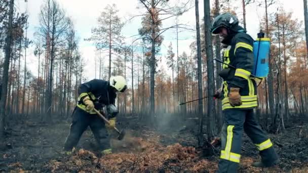 Bosgrond wordt gedempt door brandweerlieden na de brand. — Stockvideo