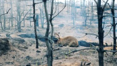 Bir tavşan orman yangını bölgesinde ot yiyor.