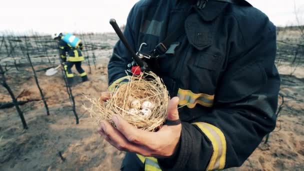 Bombeiro está mostrando um ninho de pássaros resgatados com ovos — Vídeo de Stock
