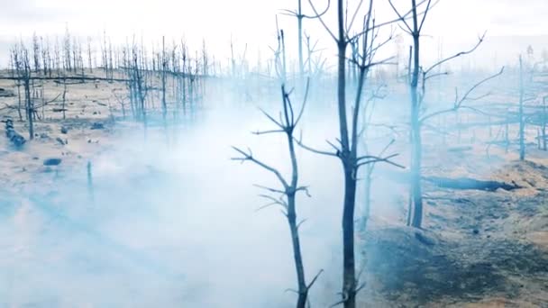 Uitgebrande bomen met veel rook eromheen — Stockvideo