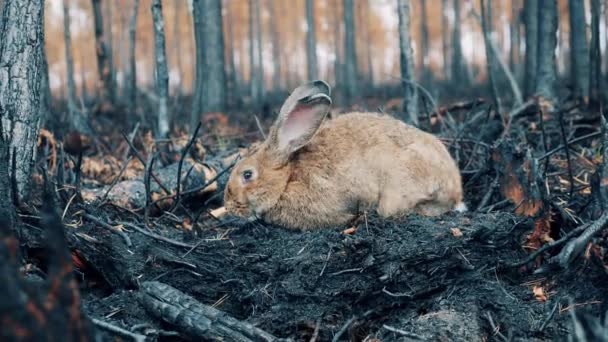 Terrain forestier brûlé avec un lapin qui le renifle — Video