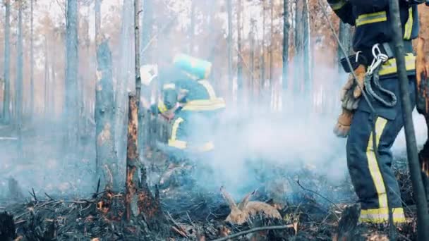 Een konijn wordt gered in een uitgebrand bos door een brandweerman. — Stockvideo