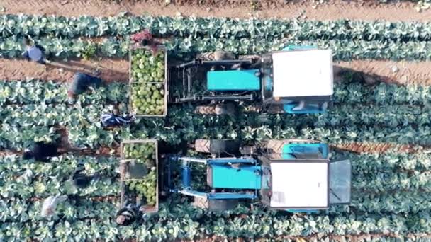 Vista superior de combinações e trabalhadores de repolho de colheita — Vídeo de Stock