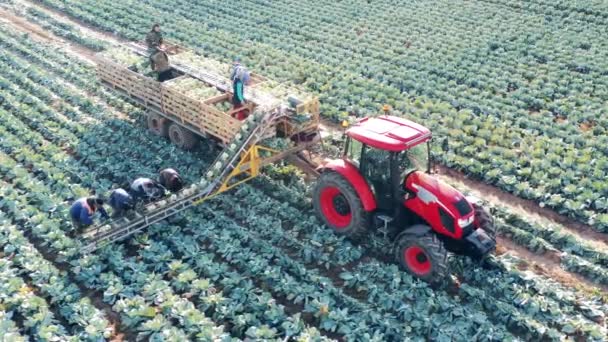 Los trabajadores agrícolas están cargando repollo en combinar desde el campo. Cosecha, concepto de industria agrícola. — Vídeos de Stock