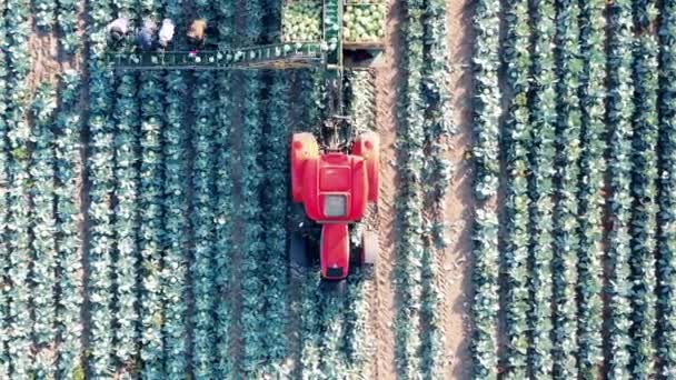 양배추를 수확하는 일꾼 들을 빠른 속도로 결합시키는 모습 — 비디오