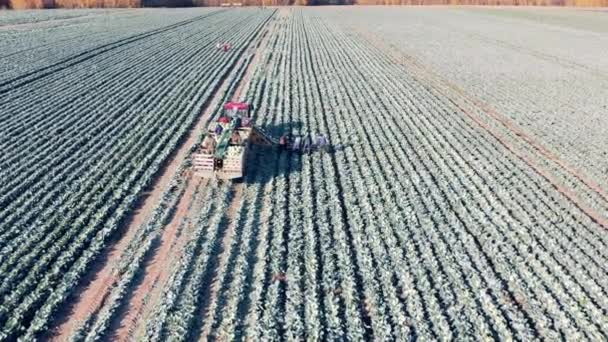 Zelné pole se sklízí v kombinaci se zemědělskými pracovníky — Stock video