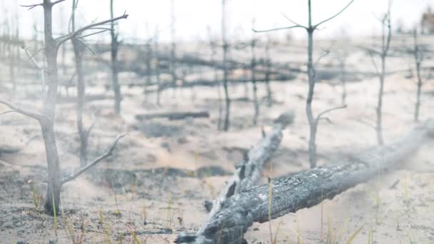 Burnt-out trees and bushes after the fire — Stock Video