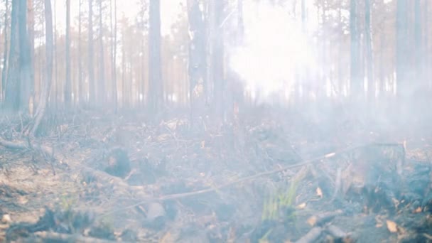 Kruipende rook in het uitgebrande bos — Stockvideo