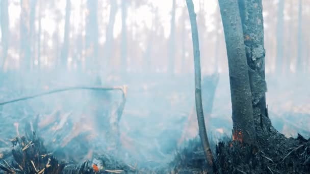 Yanmış ağaçların etrafında duman var. — Stok video