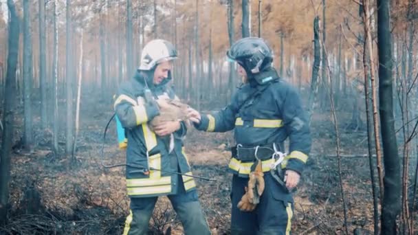 Dva hasiči hladí králíka v lese. — Stock video
