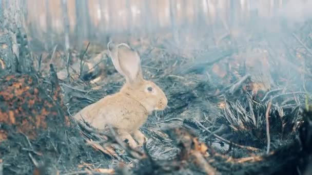 Floresta queimada com fumaça e um coelho nela — Vídeo de Stock