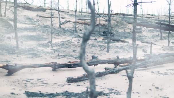 Ashes and burnt-out trees left after the fire — Stock Video