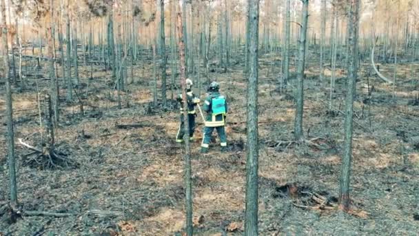 Выжженный сосновый лес с двумя пожарными за работой — стоковое видео