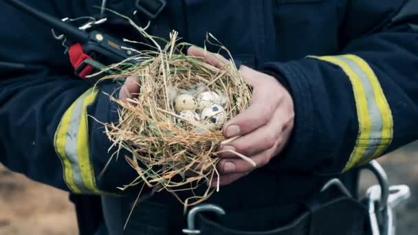 Close-up van een nest met kleine eieren in de handen van een brandweerman — Stockvideo