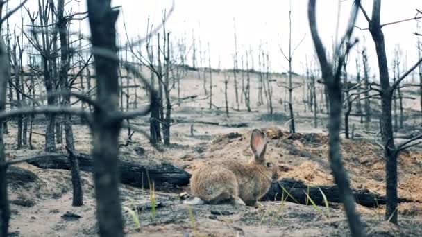 Uitgebrand bos met een konijn dat gras eet — Stockvideo