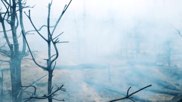 Выжженные деревья, покрытые облаками дыма — стоковое видео