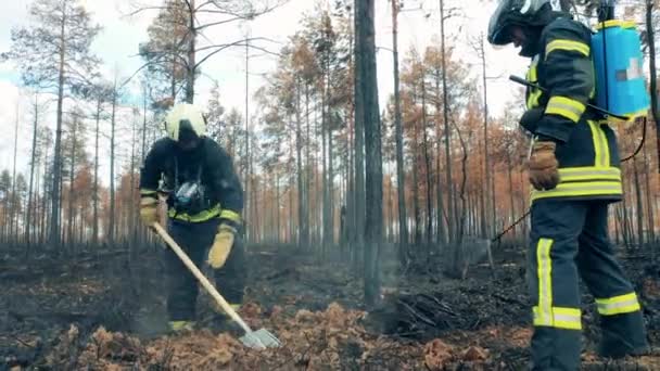 Пожарные обрабатывают лес после пожара. — стоковое видео