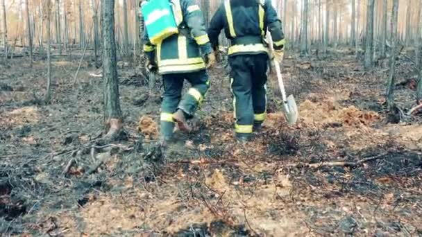 Dos bomberos están caminando a través de un bosque después del incendio — Vídeo de stock