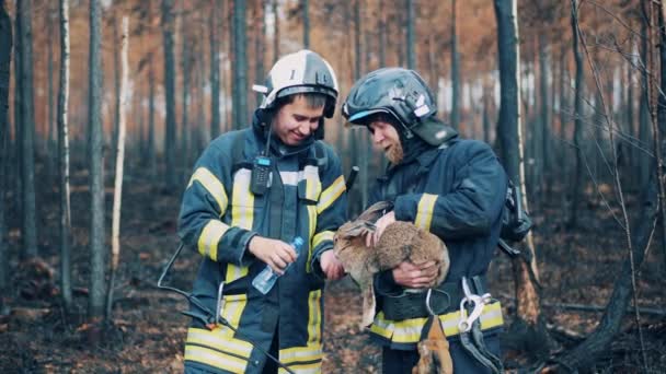 Brandweermannen geven water aan een konijn in het uitgebrande bos. — Stockvideo