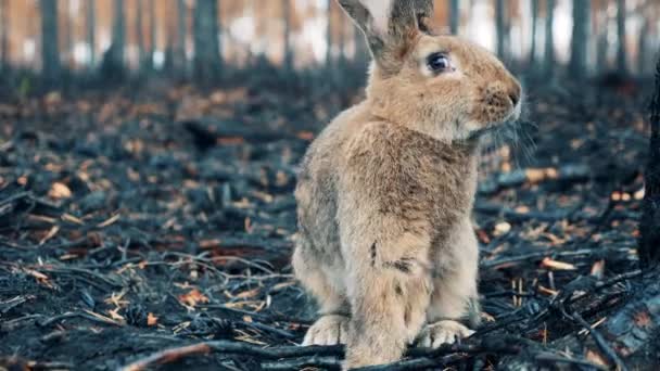 Закрыть кролика в выгоревшем лесу — стоковое видео