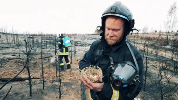 Een brandweerman houdt een nest met kleine eieren. — Stockvideo
