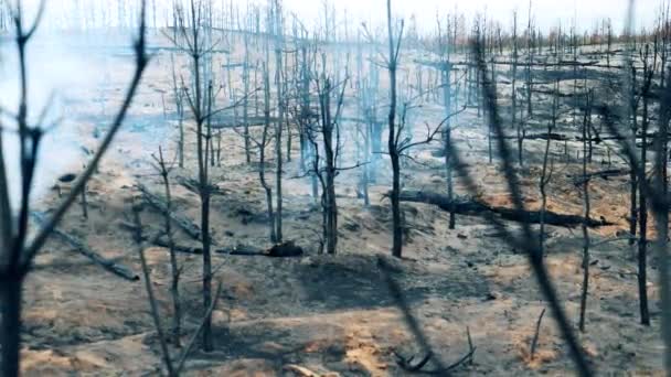 Дым, окружающий множество выжженных деревьев — стоковое видео