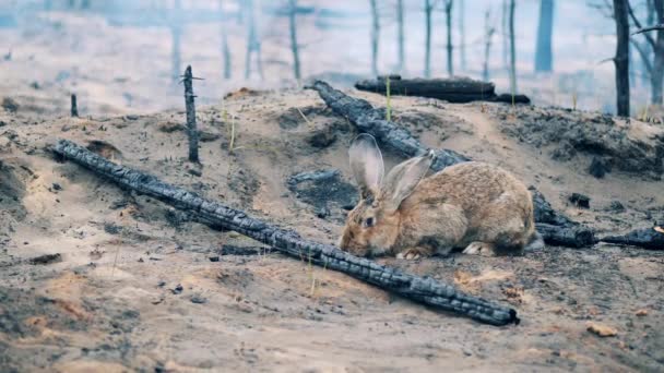 Un lapin sur le sol d'une forêt incendiée — Video