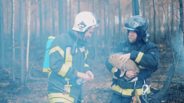 Выжженный лес с двумя пожарными, ухаживающими за кроликом — стоковое видео