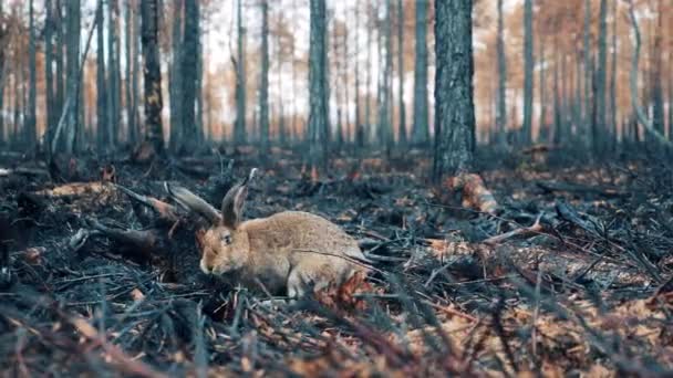 一只兔子在烧毁的森林中央 — 图库视频影像