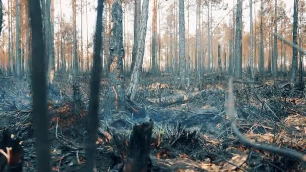 Выжженные леса с тлеющей землей — стоковое видео