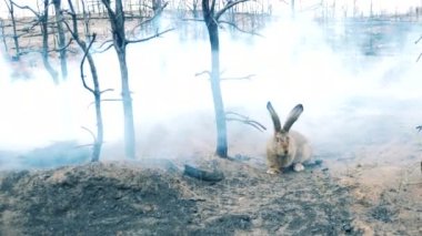 Yanan orman zemininde dumanlı bir tavşanla
