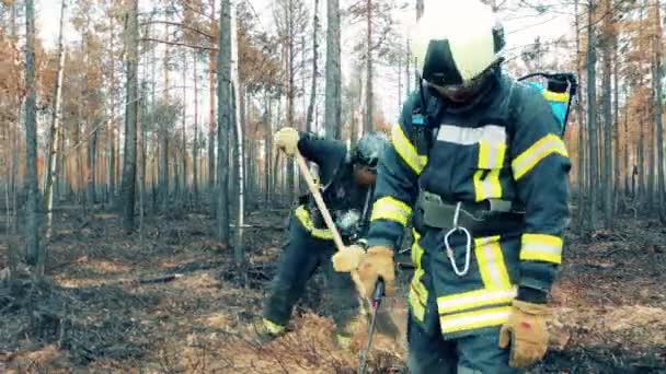 Пожарные тушат тлеющую лесную почву — стоковое видео