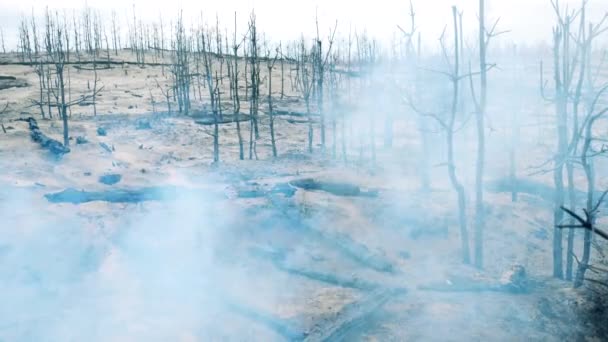 Лісова пожежна зона з спаленими рослинами і великою кількістю диму — стокове відео