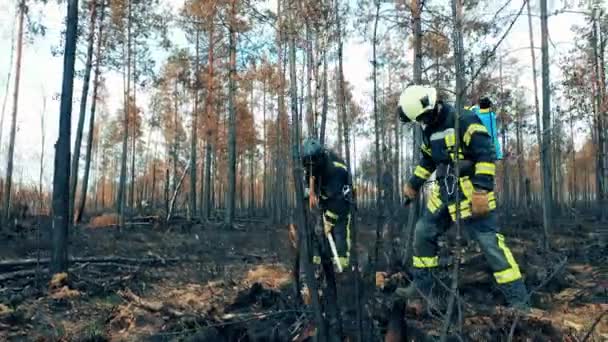 Brandweerlieden scheppen en blussen smeulende bossen. — Stockvideo