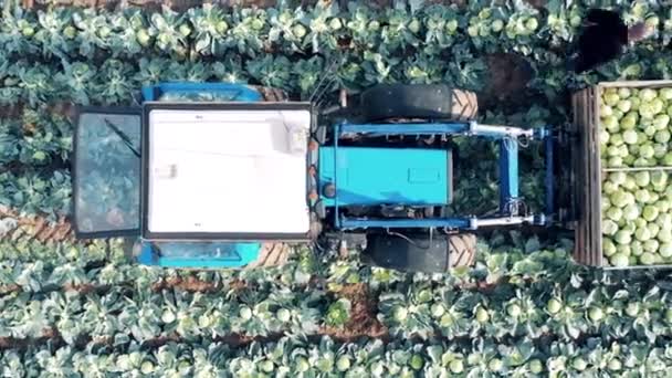 Vue du dessus d'un tracteur avec une boîte chargée de chou — Video