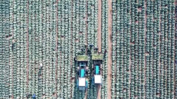 Vista dall'alto degli agricoltori che raccolgono cavolo nei trattori — Video Stock