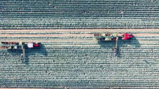 꼭대기에서 양배추밭을 기계화하여 수확하는 모습 — 비디오
