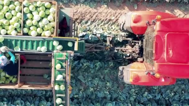 Traktor dengan pengangkut dan petani menyortir kubis di atasnya — Stok Video