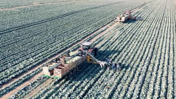 Petani dan traktor konveyor sedang memanen ladang kubis — Stok Video